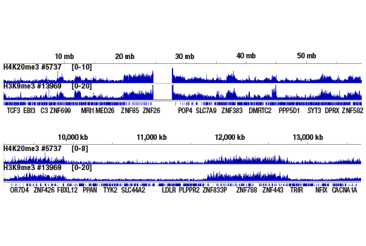 Chromatin Immunoprecipitation Image 2: Tri-Methyl-Histone H4 (Lys20) (D84D2) Rabbit mAb