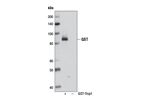 Western Blotting Image 1: GST (91G1) Rabbit mAb (Biotinylated)