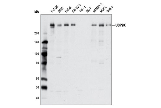 Western Blotting Image 1: USP9X Antibody