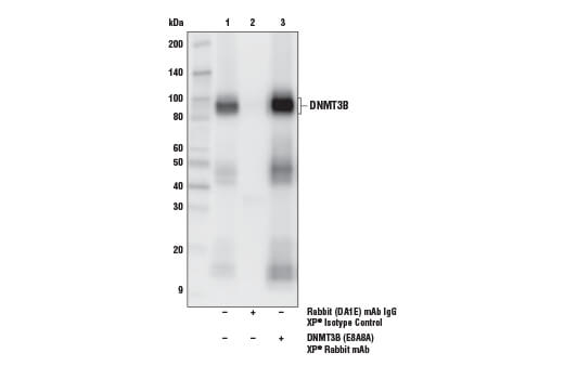 Immunoprecipitation Image 1: DNMT3B (E8A8A) XP® Rabbit mAb
