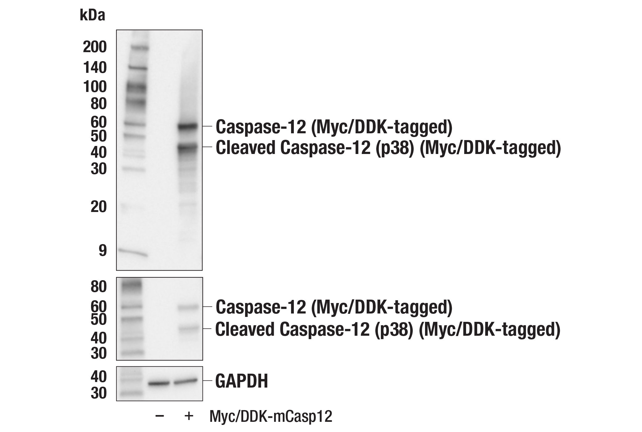  Image 2: Apoptosis Antibody Sampler Kit (Mouse Preferred)