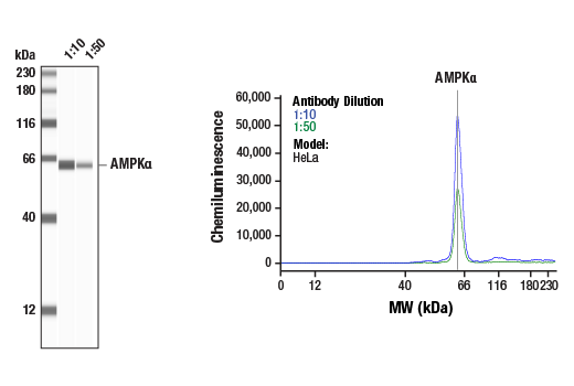  Image 5: PPARγ Regulated Fatty Acid Metabolism Antibody Sampler Kit