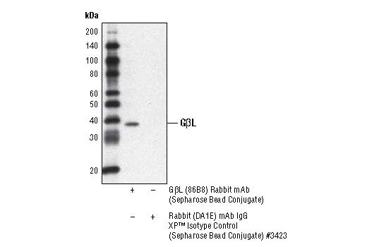Immunoprecipitation Image 1: GβL (86B8) Rabbit mAb (Sepharose® Bead Conjugate)
