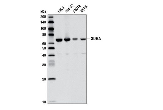 Western Blotting Image 1: SDHA Antibody