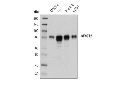  Image 2: MYST Antibody Sampler Kit