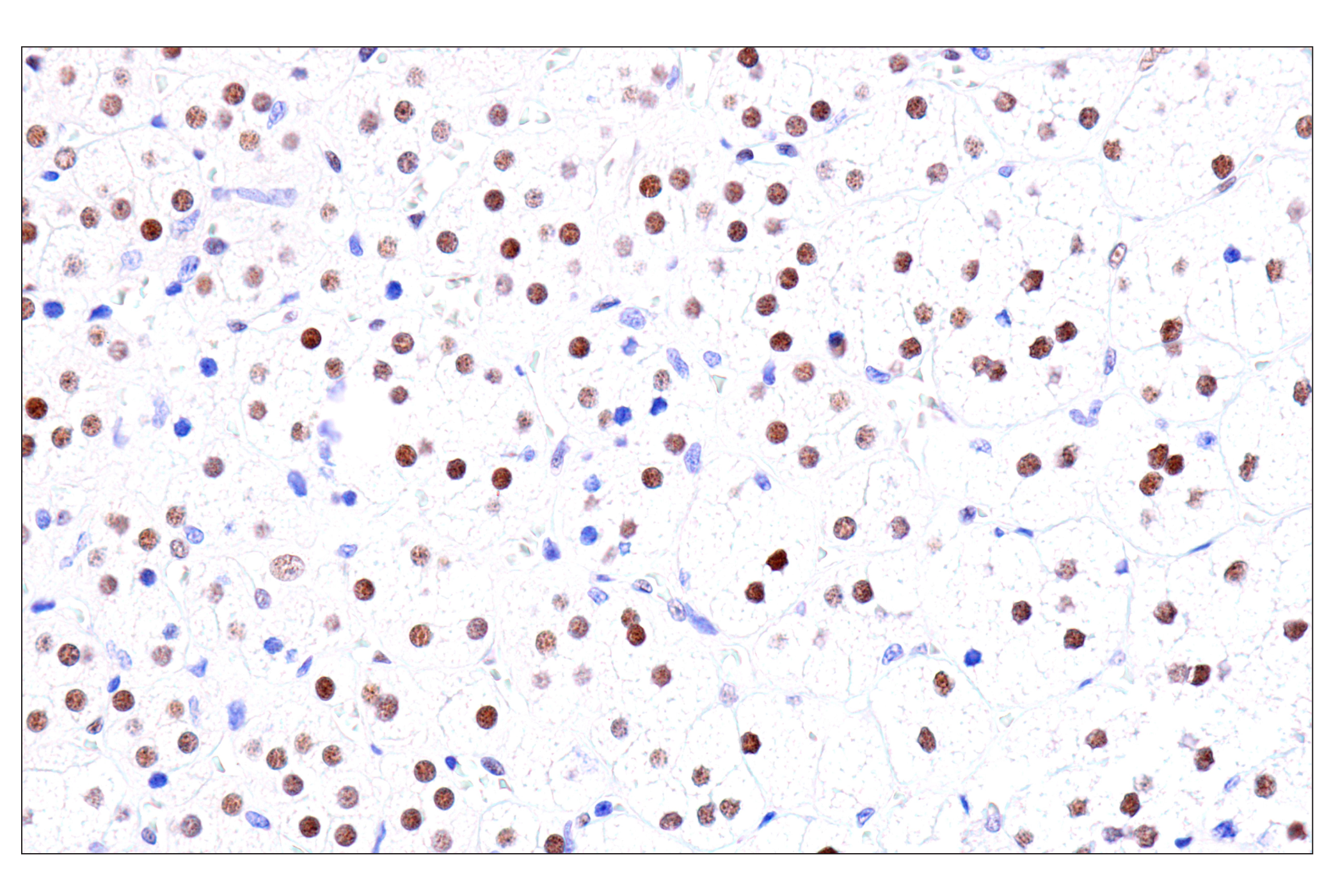  Image 44: Endodermal Lineage Marker Antibody Sampler Kit