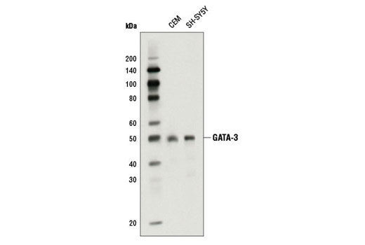  Image 7: GATA Transcription Factor Antibody Sampler Kit
