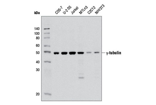 Western Blotting Image 1: γ-Tubulin Antibody