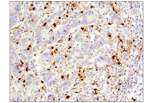 Immunohistochemistry Image 3: OX40L (D6K7R) Rabbit mAb