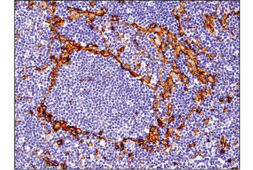 Immunohistochemistry Image 2: IFITM3 (D8E8G) XP® Rabbit mAb (BSA and Azide Free)