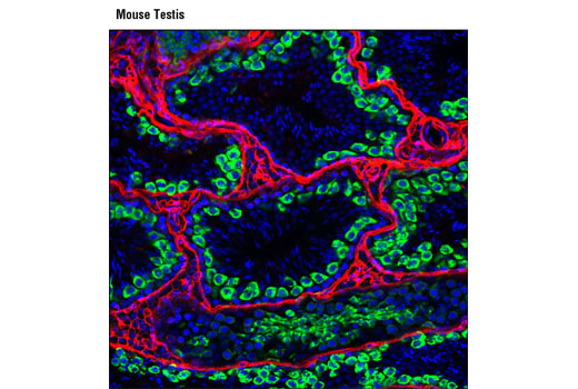 Immunofluorescence Image 1: Mili (D14F5) XP® Rabbit mAb