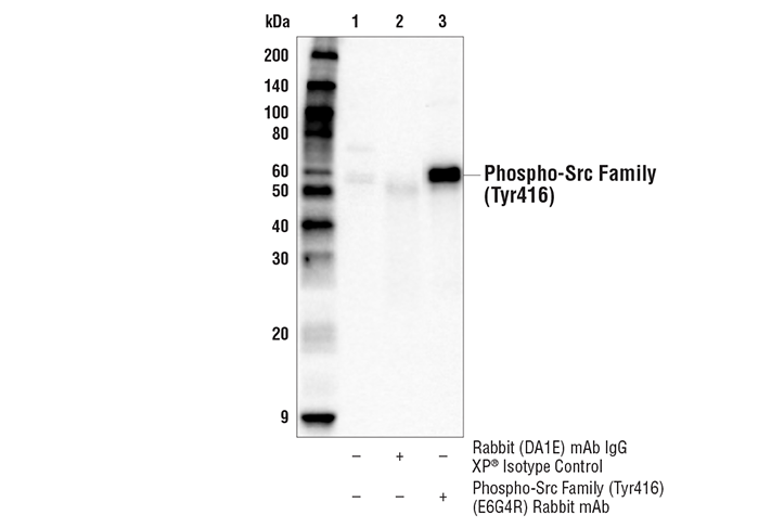 Immunoprecipitation Image 1: Phospho-Src Family (Tyr416) (E6G4R) Rabbit mAb