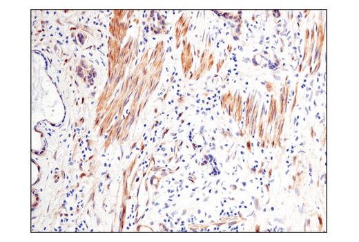 Immunohistochemistry Image 1: Phospho-TAZ (Ser89) (E1X9C) Rabbit mAb