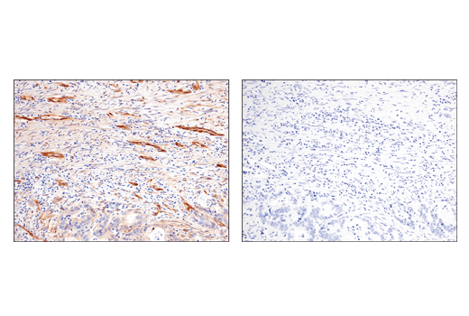 Immunohistochemistry Image 3: Phospho-TAZ (Ser89) (E1X9C) Rabbit mAb