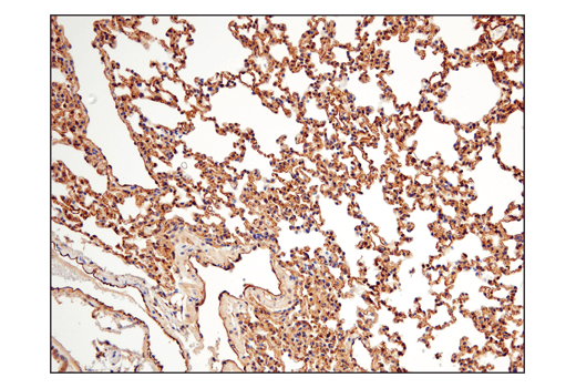 Immunohistochemistry Image 6: Phospho-TAZ (Ser89) (E1X9C) Rabbit mAb
