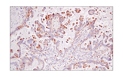 Immunohistochemistry Image 5: IDH2 (KrMab-3) Mouse mAb