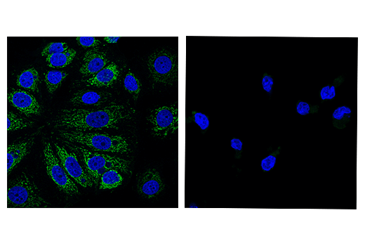 Immunofluorescence Image 1: IDH2 (KrMab-3) Mouse mAb