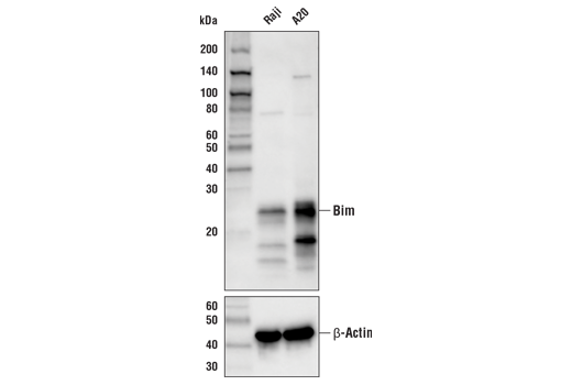 Western Blotting Image 1: Bim (C34C5) Rabbit mAb (Biotinylated)