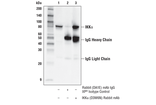  Image 22: NF-κB Pathway Antibody Sampler Kit II