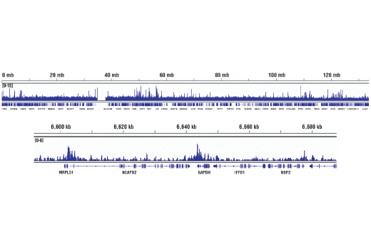 Chromatin Immunoprecipitation Image 2: SET1A (D3V9S) Rabbit mAb