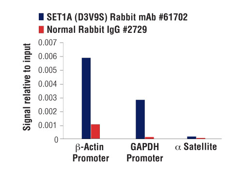 Chromatin Immunoprecipitation Image 3: SET1A (D3V9S) Rabbit mAb