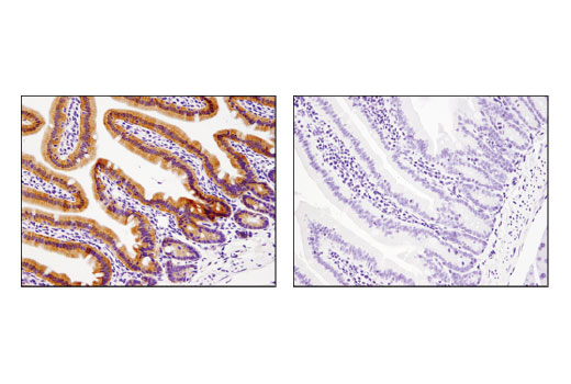 Immunohistochemistry Image 3: Cre Recombinase (D7L7L) XP® Rabbit mAb (BSA and Azide Free)
