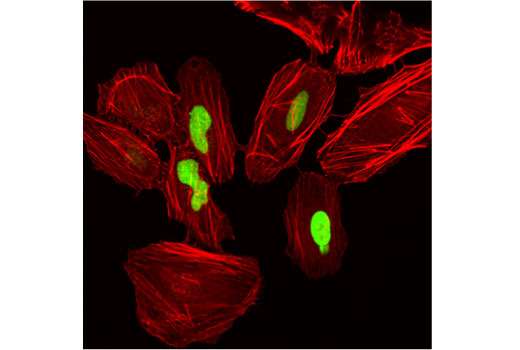 Immunofluorescence Image 2: Cre Recombinase (D7L7L) XP® Rabbit mAb (BSA and Azide Free)