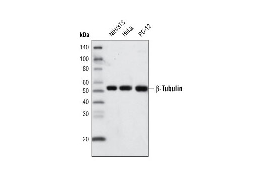 Western Blotting Image 1: β-Tubulin (9F3) Rabbit mAb (Biotinylated)