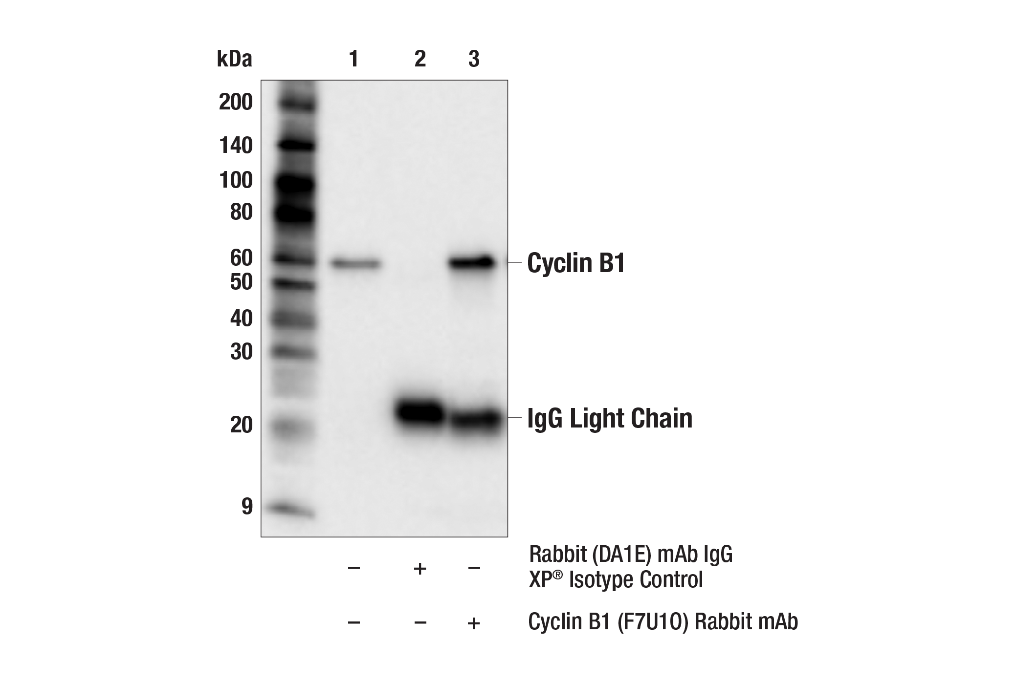 Immunoprecipitation Image 1: Cyclin B1 (F7U1O) Rabbit mAb