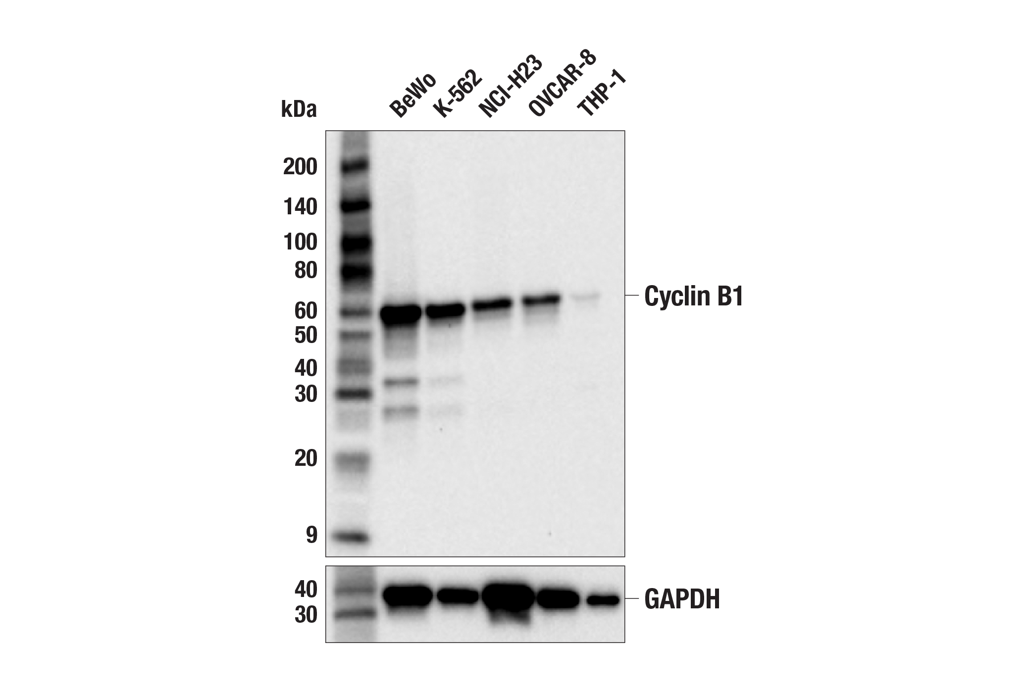 Western Blotting Image 1: Cyclin B1 (F7U1O) Rabbit mAb