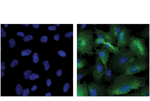 Immunofluorescence Image 1: CD54/ICAM-1 (VF27-516) Mouse mAb