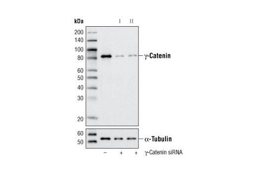  Image 2: SignalSilence® γ-Catenin siRNA I