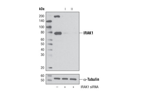  Image 1: SignalSilence® IRAK1 siRNA II