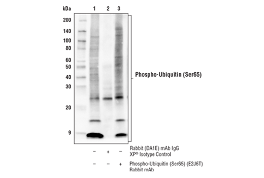 Immunoprecipitation Image 1: Phospho-Ubiquitin (Ser65) (E2J6T) Rabbit mAb