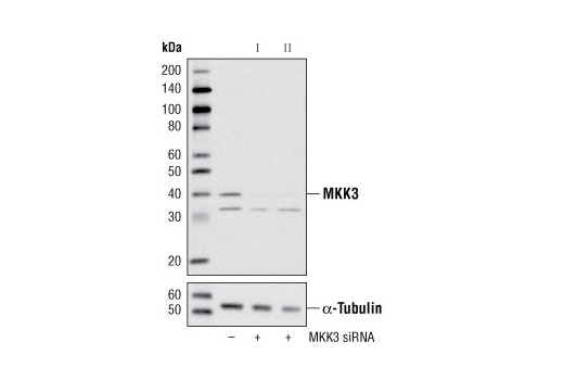  Image 1: SignalSilence® MKK3 siRNA I
