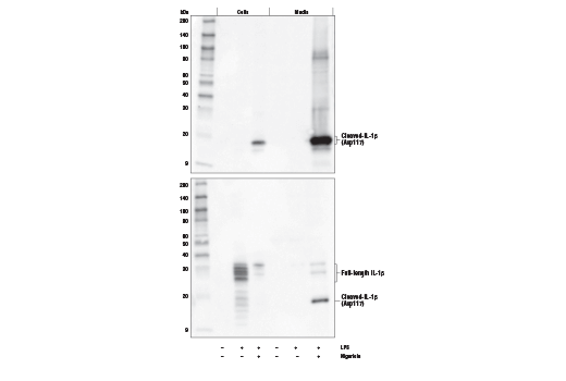 Western Blotting Image 1: Cleaved-IL-1β (Asp117) (E7V2A) Rabbit mAb