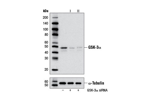  Image 1: SignalSilence® GSK-3α siRNA II (Mouse Specific)