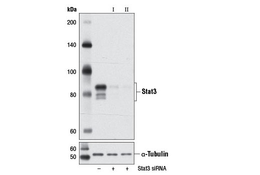  Image 1: SignalSilence® Stat3 siRNA II (Mouse Specific)