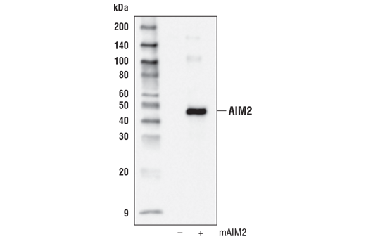  Image 7: Mouse Reactive Inflammasome Antibody Sampler Kit