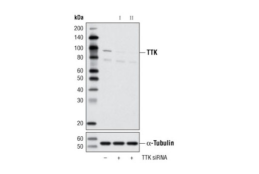  Image 1: SignalSilence® TTK siRNA II