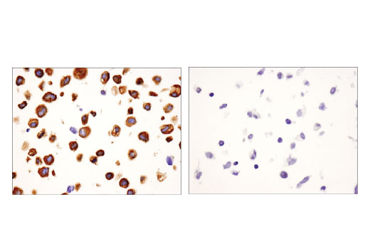 Immunohistochemistry Image 1: USP9X (D4Y7W) Rabbit mAb (BSA and Azide Free)