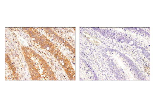 Immunohistochemistry Image 2: USP9X (D4Y7W) Rabbit mAb (BSA and Azide Free)