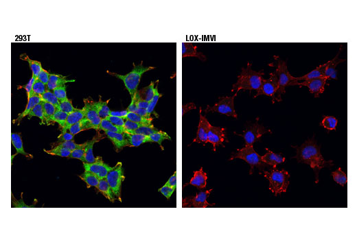Immunofluorescence Image 1: USP9X (D4Y7W) Rabbit mAb (BSA and Azide Free)