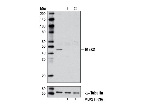  Image 1: SignalSilence® MEK2 siRNA I (Mouse Specific)