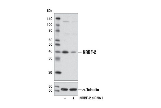 Image 1: SignalSilence® NRBF-2 siRNA I