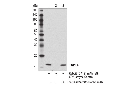 Immunoprecipitation Image 1: SPT4 (D3P2W) Rabbit mAb