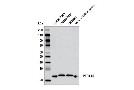 Western Blotting Image 1: PTP4A3 Antibody