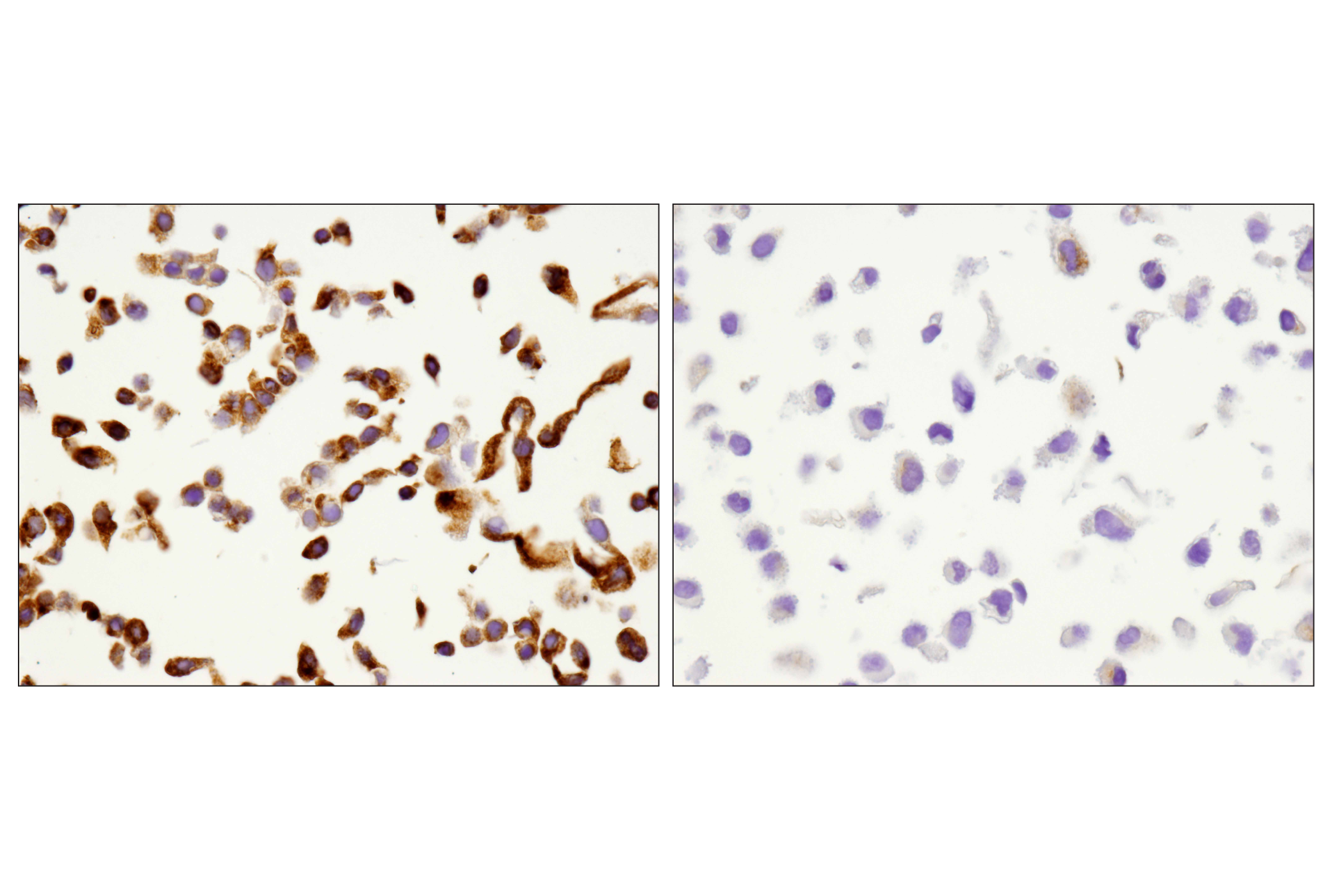  Image 69: Human T Cell Co-inhibitory and Co-stimulatory Receptor IHC Antibody Sampler Kit