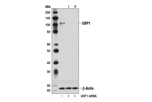  Image 1: SignalSilence® USP1 siRNA II