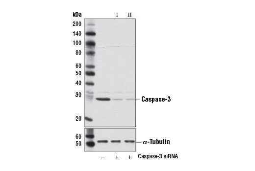  Image 1: SignalSilence® Caspase-3 siRNA II (Mouse Specific)